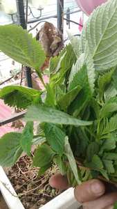 Perilla Fresca de Vietnam en Oferta, Producto Especial de Alta Calidad a Precio Económico - Product Image 5