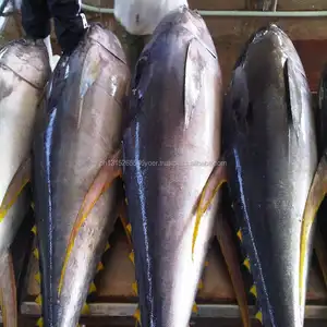 Ikan Tuna Beku Berkualitas 100%