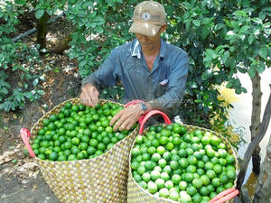 MEILLEUR PRIX AGRUMES CITRON FRAIS En 2021 de au Viet Nam - Product Image 6