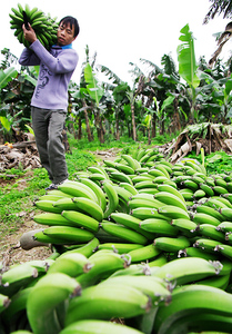 Banane japonaise, ravissante et fraîche, haute qualité et meilleur prix - Product Image 5