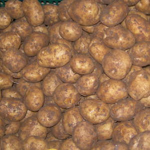 มันฝรั่งสด/มันฝรั่งทอดจากเวียดนาม - Product Image 1