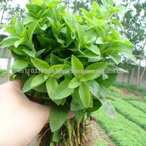 หญ้าหวานคุณภาพสูงจากเวียดนาม ส่งออกโดยเวียตเดลต้า - Product Image 5