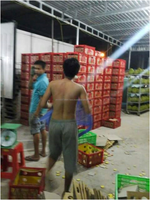 Iqf Vlees Durian Leveranciers Vietnam In 2024