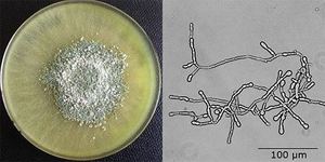 Trichoderma Reesei - Product Image 2