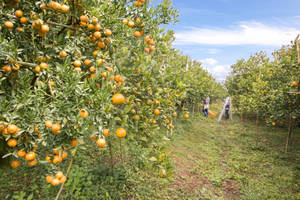 Fruta Cítrica Fresca de Alta Calidad Tipo Pomelo/ Naranja Valencia/ Naranjas Navel/ Mandarina/ Grado Uno Sudáfrica - Product Image 4