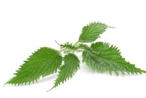 Feuilles d'<span class=keywords><strong>Ortie</strong></span> piquante séchées brutes de qualité supérieure naturelle Urtica Dioica à vendre - Product Image 3