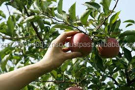 Royal Gala New Crop Pomme rouge fraîche Pomme verte Fuji biologique avec goût sucré Usine directe - Product Image 3