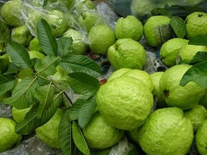 100% ธรรมชาติสดฝรั่งที่มีปริมาณจำนวนมาก - Product Image 6