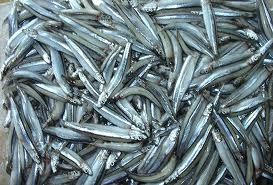 ANCHOVIES SÉCHÉES DE QUALITÉ SUPÉRIEURE - Product Image 3