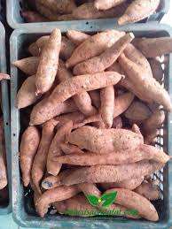 VIETNAM SOFT <b>POTATO</b> / BATATA ( - Product Image 5