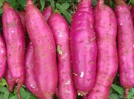 Vietnam Wholesale Farm Purple SweetPotato - Product Image 3