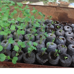 DISQUES COCO COIR/TOURBE COCO/BRIQUE COCO COIR POUR LA PLANTATION - Product Image 6
