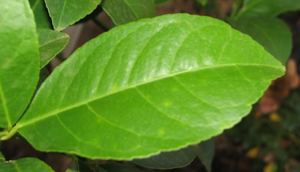 มะนาววันหยุด - Product Image 5