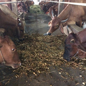 อาหารสัตว์จากข้าวโพดหมักสีเขียวขายดี - ขยะทางการเกษตรสำหรับทำอาหารสัตว์ ข้าวโพดหมัก - Product Image 3