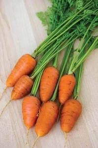 แครอทสด เบบี้ วีเอทนาม - Product Image 2