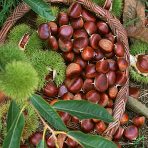 Castañas Frescas Orgánicas 100% Premium de Primera Calidad con Sabor Suave, Procesamiento Crudo, Mejores Precios al por Mayor, Suministradas a Mercados Globales - Product Image 2