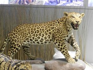 Garden Decoration Fiberglass Sculpture <strong>Resin</strong> Fierce <strong>Panther</strong> <strong>Statue</strong> - Product Image 3