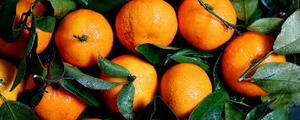 Aceite esencial italiano de Mandarina de la mejor calidad, prensado en frío, materia prima certificada GMP, cáscara pura para hacer velas, todo tipo de piel - Product Image 4