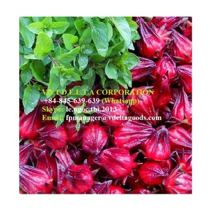 Artichoke Grade Premium Best Quality Artichoke/ Artichoke in Vietnam From VietNam HOLIDAY - Product Image 1