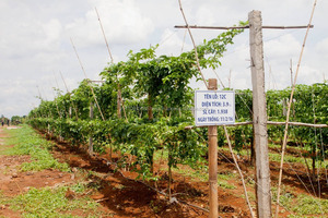 FRESH PASSION ผลไม้/แช่แข็ง PASSION ผลไม้สำหรับเกาหลีตลาด2020 - Product Image 4