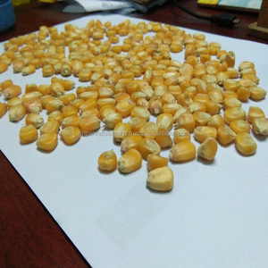 Maïs jaune/maïs pour l'alimentation animale disponible pour l'exportation depuis l'Inde à bas prix - Product Image 3