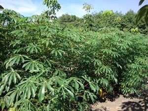 Almidón de Tapioca de Color Blanco en Polvo con Peso de 25 kg y 50 kg en Empaque de Bolsa de Vietnam - Product Image 4