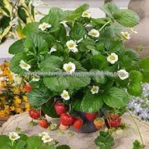 Strawberry Pure 99% from India