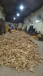 ขิงสดสีเหลืองเผ็ดเวียดนาม ANGLE VIET DELTA ได้รับการรับรองมาตรฐาน HACCP อายุการเก็บรักษา 6 เดือน - Product Image 3