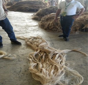 Hilo de cáñamo de abaca de grado I, fibra natural sin procesar para abaca, material de pulpa de papel hecho a mano - Product Image 3