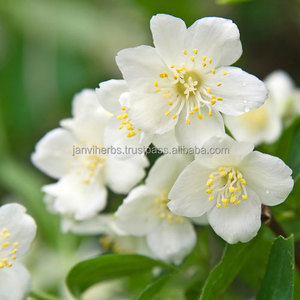 น้ำมันหอมระเหยดอกมะลิบริสุทธิ์สำหรับกระจาย100% สำหรับการดูแลผิวและเส้นผม - Product Image 4