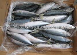 ปลาแมคเคอเรลขนาดใหญ่แช่แข็งสำหรับขาย - Product Image 2