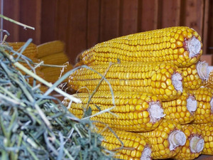 GOOD Non GMO White/Yellow Maize Corn in BULK - Product Image 2
