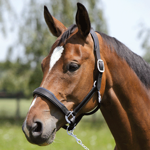 Long Lasting Fine Finish Leather Horse <b>Halter</b> Model AILH-908 All Colors Available Manufacturer - Product Image 4