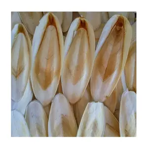 Taille: 5-30 cm os de seiche-blanchi ou non-prix compétitif du Vietnam // mme Jasmine (WhatsApp: + 84349194069)