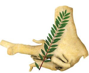 แคปซูลตองกัตอาลี ตองกัตอาลีเพาเวอร์ ชาตองกัตอาลี วันหยุด - Product Image 2