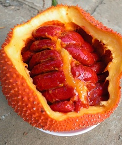 Puré de Fruta Gac Congelada/ Fruta Gac Cruda - Product Image 3