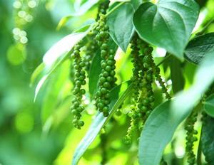 Green pepercorns/ red Terrier nigrum, alta calidad y más barato - Product Image 4