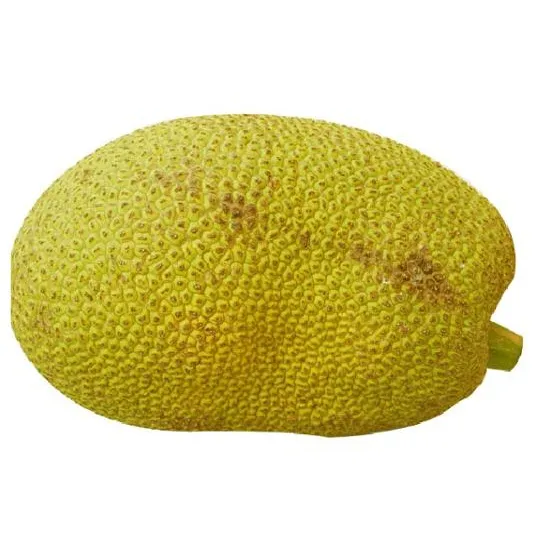Fresh Jack fruit Made in Vietnam/Whatsapp +84 845 639 639