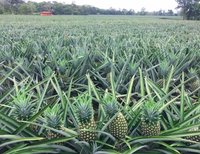 Vente en gros d'ananas en conserve de qualité certifiée fruits en conserve meilleur fournisseur-ananas en conserve pour l'exportation 580ml/850ml/3100ml