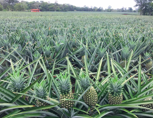 Vente en gros d'ananas en conserve de qualité certifiée fruits en conserve meilleur fournisseur-ananas en conserve pour l'exportation 580ml/850ml/3100ml - Product Image 2