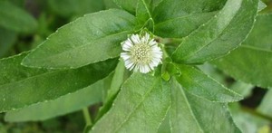 Huile de Bhringraj Premium pour la Croissance des Cheveux - 100% Pure et Naturelle |   Approvisionnement en vrac avec emballage personnalisé disponible - Product Image 2