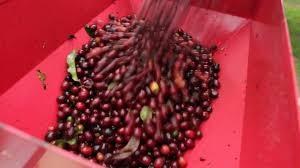 Café Robusta árabe, café verde, África, el mejor, barato - Product Image 4