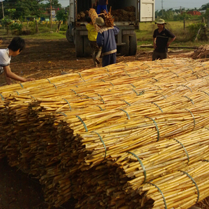 Rotin Calamus Tenuis pour la fabrication de meubles artisanaux - Product Image 1