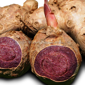 ผงรากนิ้วมือสีดำ100% ผลิตภัณฑ์จากธรรมชาติของประเทศไทย - Product Image 1