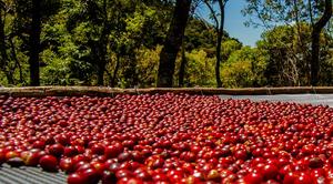 Café Robusta Verde y Tostado de Sudáfrica en Bolsa de Yute, Calidad Premium - Product Image 4