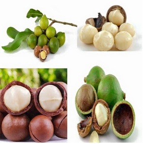 <b>Macadamia</b> - <b>Macadamia</b> <b>Nuts</b> - Raw <b>Macadamia</b> <b>Nuts</b> - Product Image 2