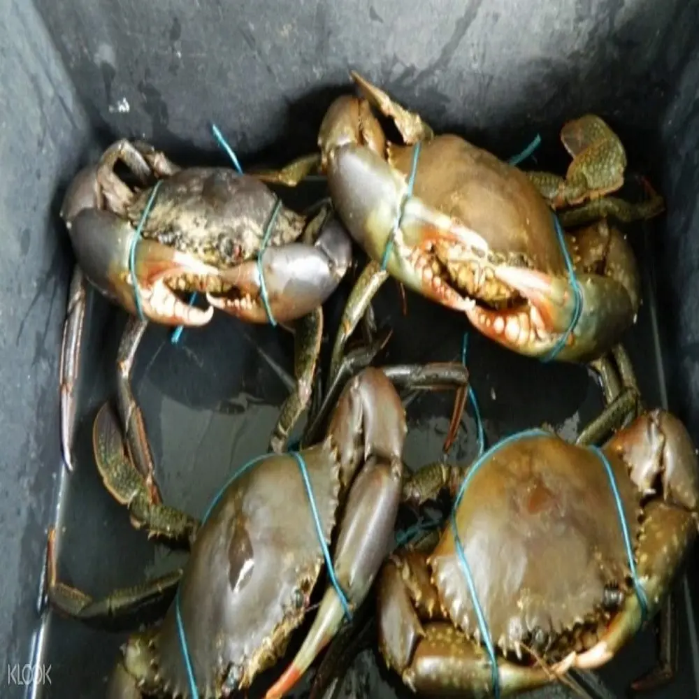 100% Fresh Frozen Mud Crabs with HACCP