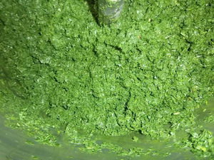 Meilleur gel de tapioca/manioc/manioc congelé - Product Image 4