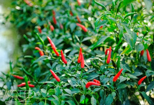 CHILE ROJO CONGELADO DE VIETNAM AL POR MAYOR VIETDELTA 50-80mm 12 MESES - Product Image 3
