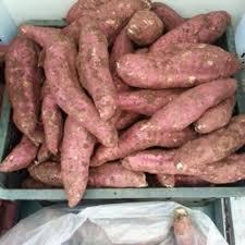 AMIDON DE PATATE DOUCE DE HAUTE QUALITÉ ORIGINE VIETNAM AU MEILLEUR PRIX POUR LA VENTE EN GROS - Product Image 5